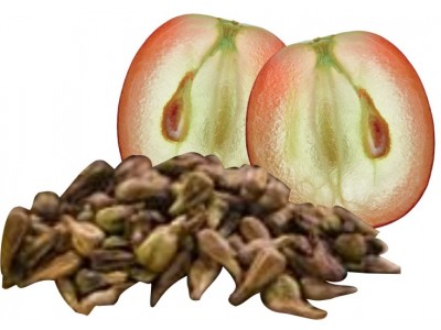 DẦU HẠT NHO TRỊ THÂM VÀ NẾP NHĂN VÙNG MẮT